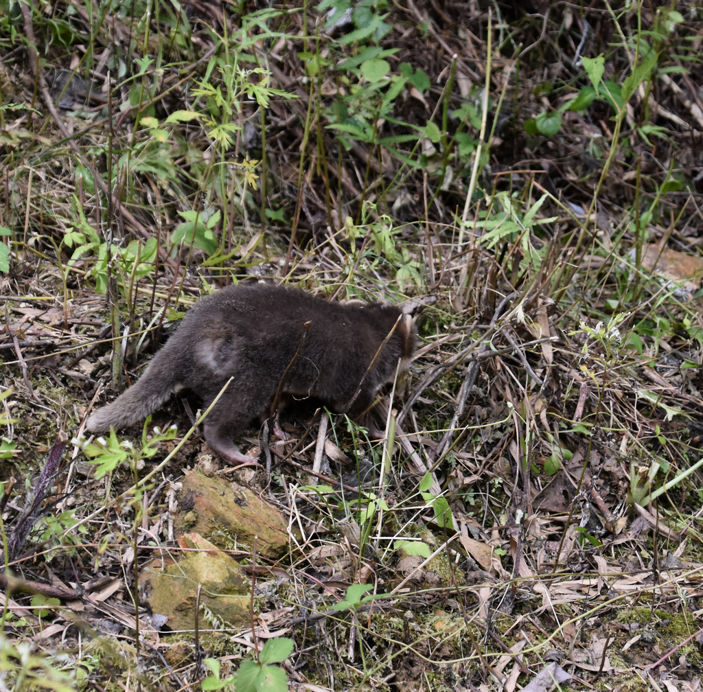 果子狸幼崽误入农家钢管内 森林民警成功解救回归自然
