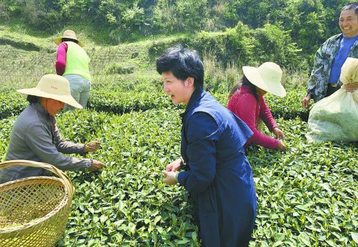 一朵芬芳的山茶花——扶贫楷模王新法女儿王婷素描