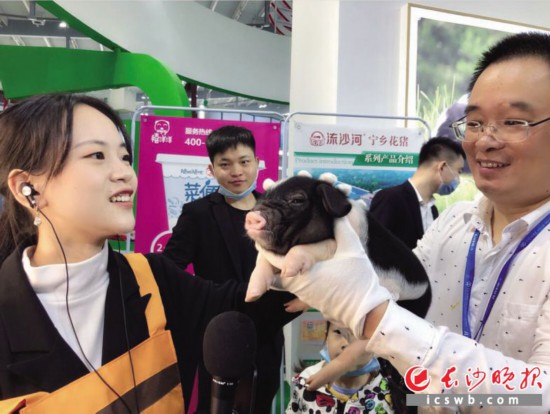 流沙河小花猪化身“特邀嘉宾”,和带货主播一起,开启“卖萌带货模式”。均为长沙晚报全媒体记者 周辉霞 匡春林 摄影报道