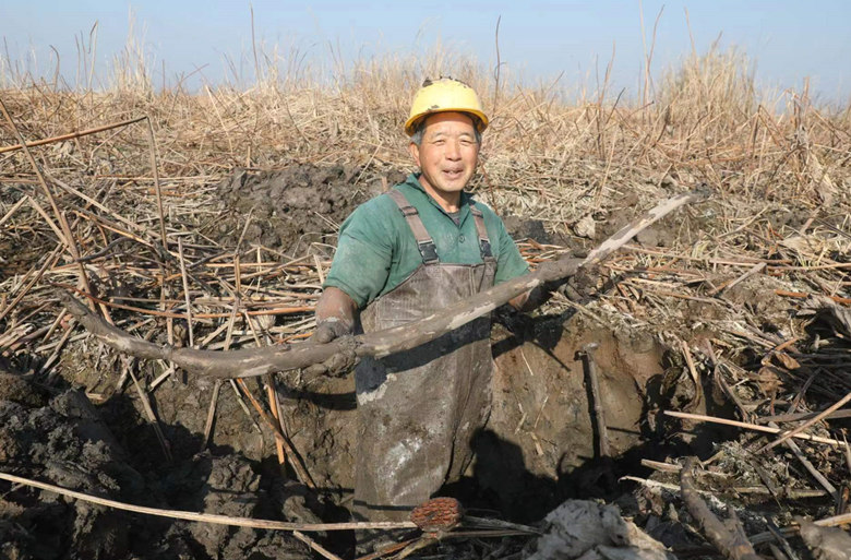 展示采挖到的湖藕。龙怡兰摄