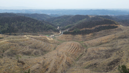 桃林镇苎麻社区人勤春来早茶苗种植忙
