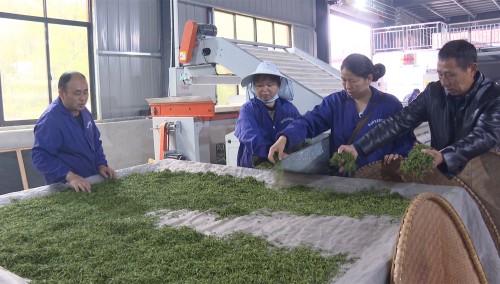 珍硒茶叶—健康生活的选择