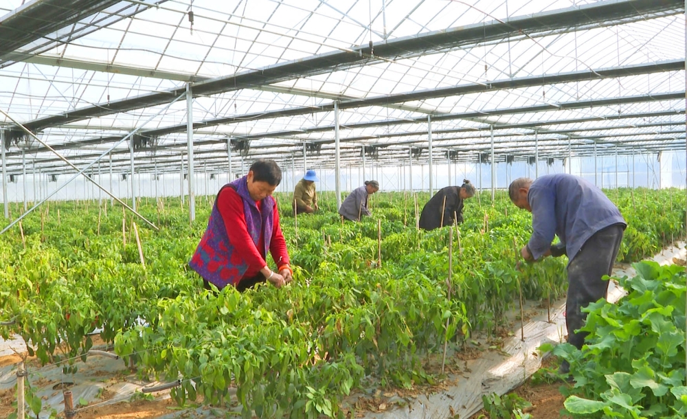 ũʱ���� ��ʱ�ֲ� �����ǻ۴��Ｄ������Ǳ�� Ķ�������ճ�3��Ԫ