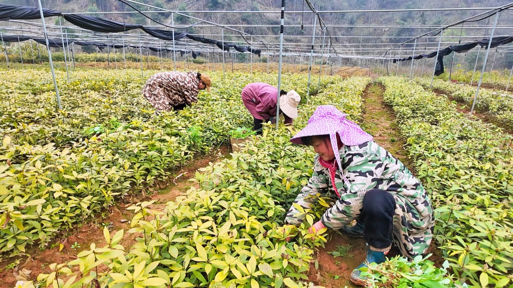 ����ɽ�����ֳ�:�����˲�ҵ ֲ�̻�����