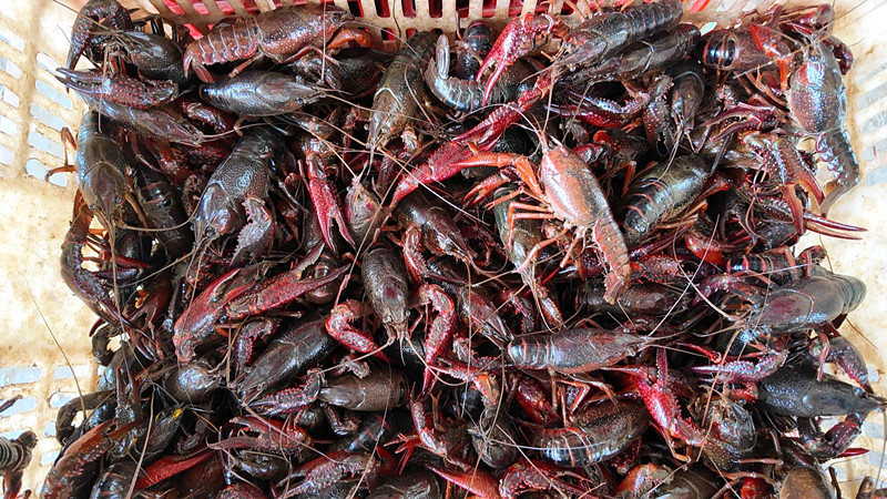 ���������޴壺��Ϻ�������¾� ��һ��˫�ա�������